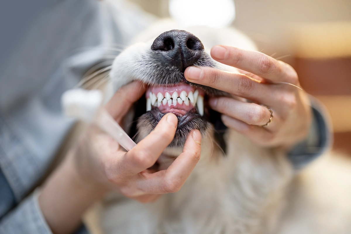 Put Some Teeth Into Your Pet’s Dental Care