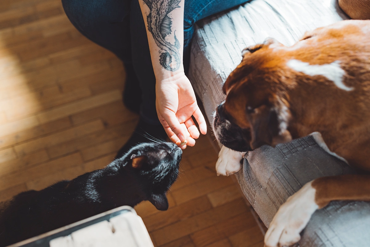 New Pet? 7 Questions to Ask Your Family Veterinarian