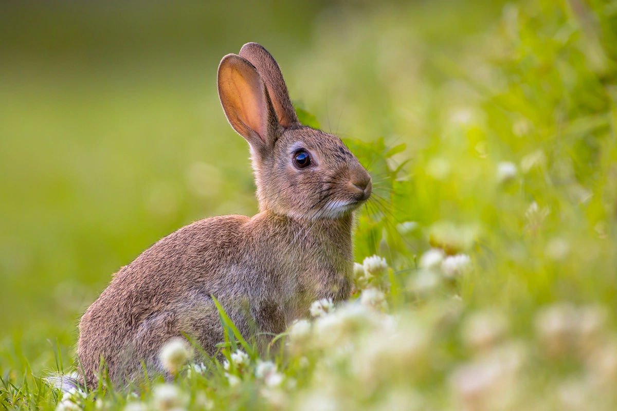 Ready for a Rabbit? Think Again!