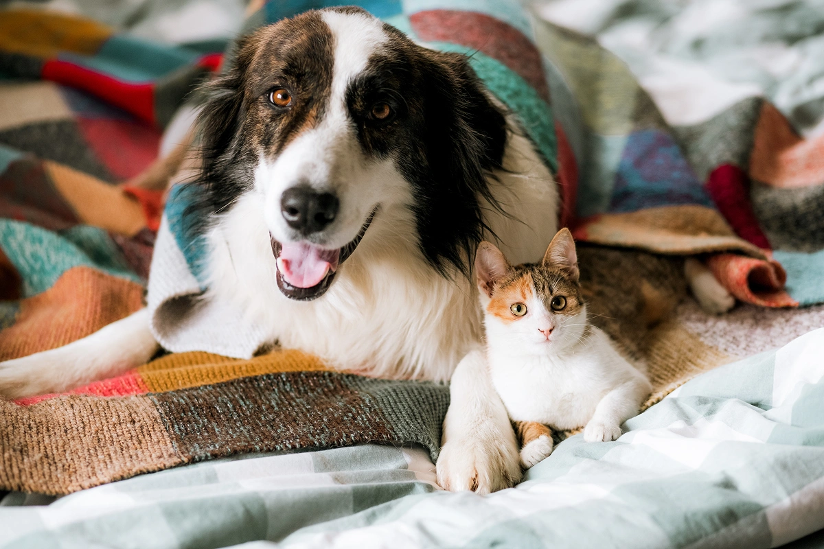 Ringworm in Cats and Dogs