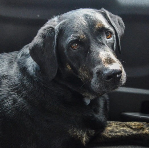 Senior dog receiving a wellness exam to support healthy aging and preventive care.