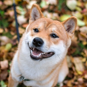 Pet undergoing professional dental care to support oral health and overall wellness.
