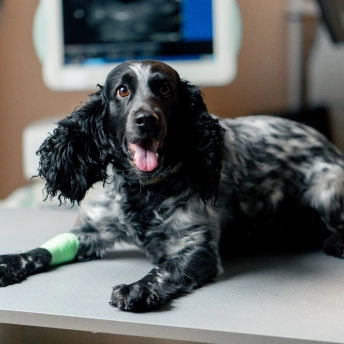 Emergency and urgent care services for pets