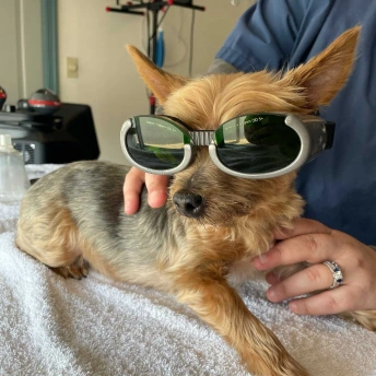 Pet receiving laser therapy treatment to reduce pain and support healing.
