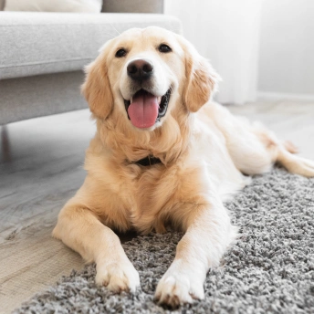 Veterinary pain management services focused on improving a pet’s comfort and mobility.