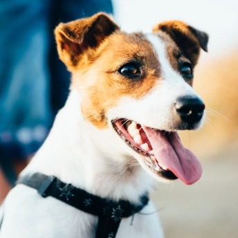 Preventive wellness care visit helping maintain a pet’s long-term health and well-being.