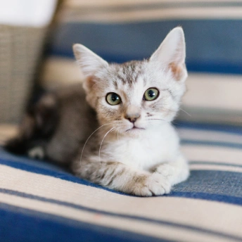 Puppy and kitten receiving routine veterinary care for a healthy start in life.