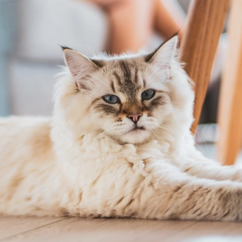 Senior pet wellness exam focused on healthy aging and early disease detection.