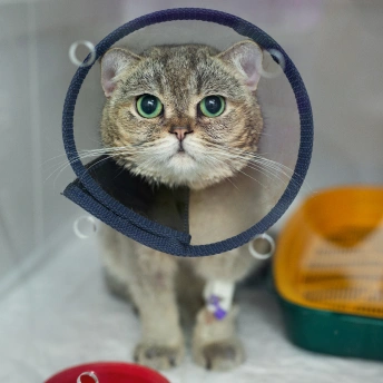 Spay and neuter services helping support a pet’s long-term health and well-being.