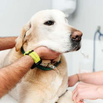 Stem cell therapy treatment for pets