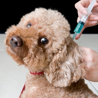 Pet receiving vaccinations as part of routine preventive veterinary care.