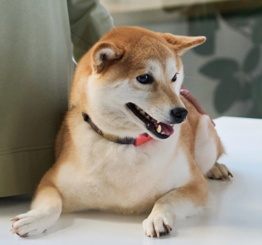 Stem cell therapy treatment for pets