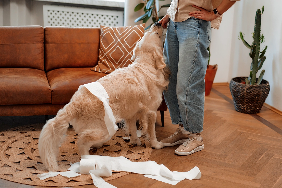 Three Keys to Successful Potty Training for Your Dog