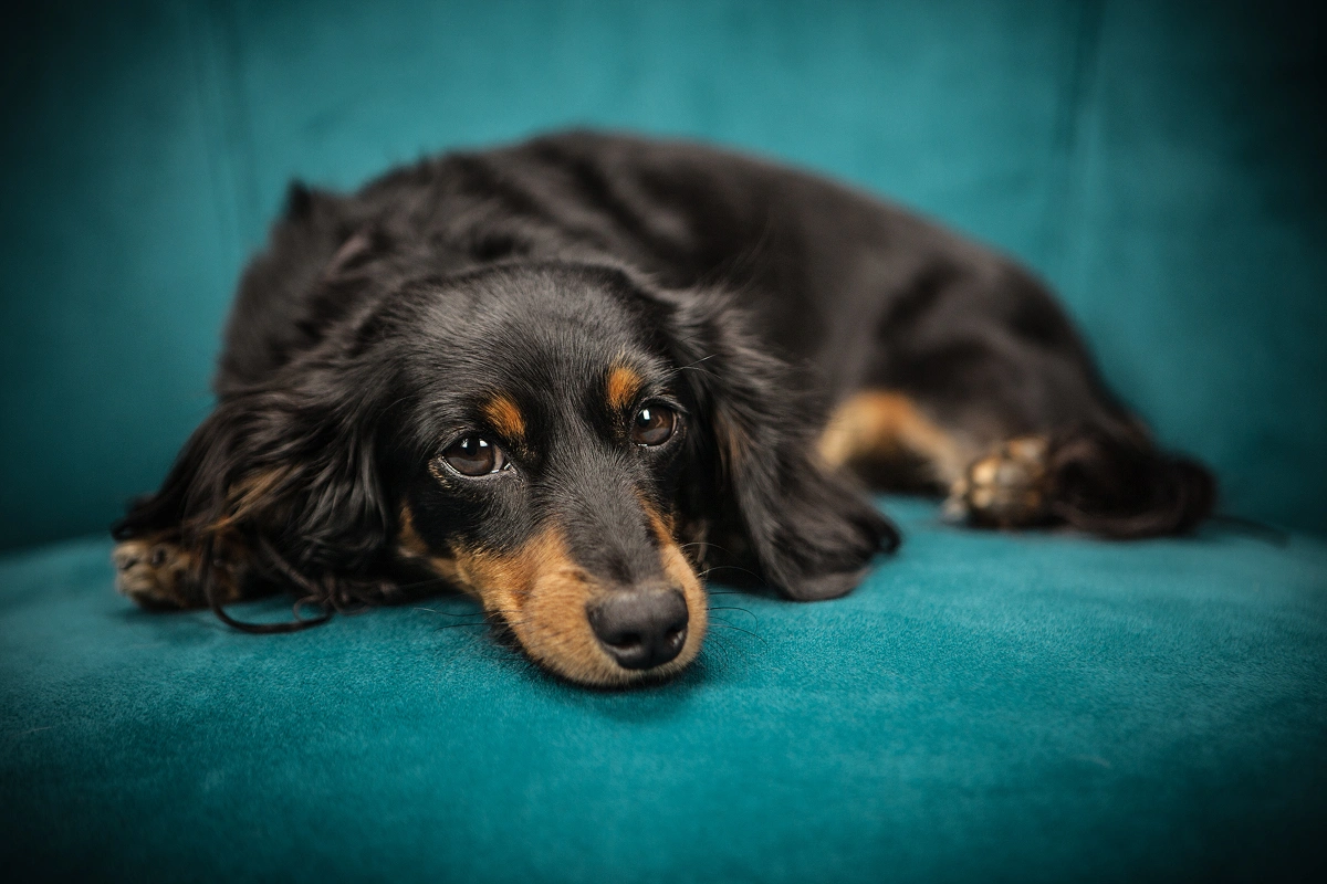 Thunderstorm Tips for Your Pet