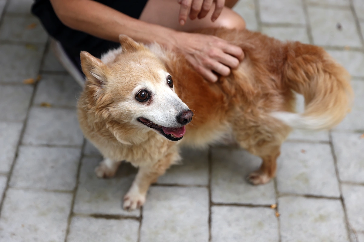 What You Need to Know About Rabies