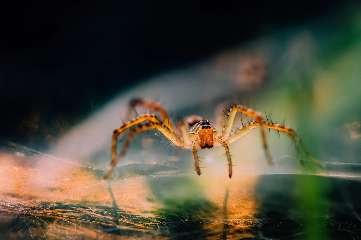 Creepy, Crawly Critters