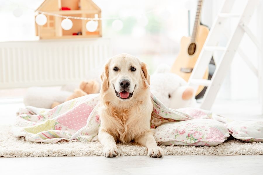 How Urgent Pet Care Clinics Use Modern Diagnostics for Pets