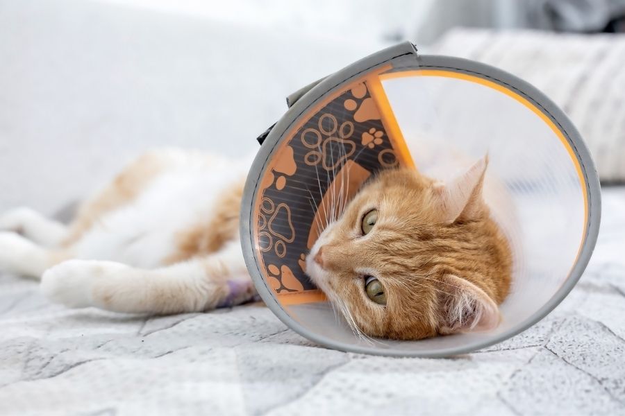 painless-lump-pet-surgical-care-omaha