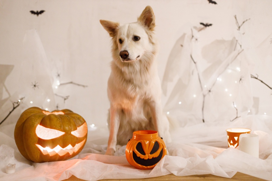 halloween-candy-pancreatitis-in-dogs
